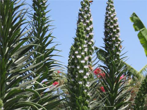 蜜蜂狠爱盛开的pride Of Madeira 蓝蓟lan Ji 17年10月7日 5ihoney Com 我爱蜂蜜世界蜂蜜天然蜂蜜i Love Pure Honey